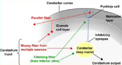 
Except for the vestibular nuclei, that receive input directly from the cerebellar cortex, the DCN are the sole cerebellar output and Purkinje cells are the sole cortical output (GABAergic , inhibitory)