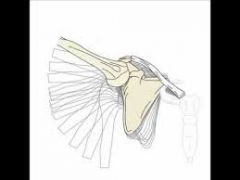 Articulation between scapula & rib cage (physiological joint, not true joint)

- Allows scapulo-humeral rhythm
=> abduction/adduction & rotational movement of humerus
