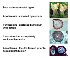 Apothecium - exposed hymenium

Perithecium - enclosed hymenium with ostiole

Cleistothecium - completely enclosed hymenium

Ascostroma (Psuedothecium) - locules formed prior to sexual reproduction