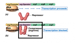 RNA polymerase normally in the promotor area and so transcription proceeds of all of the arginine biosythesis 

If have the arginine then binds to the rep4ressor and becoems a corepressor to work with operator to create the other biosynthetic ge...