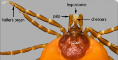 -Body composed of 18 somites 
-6 unit prosoma & 12 unit opisthosoma 
-chelicerae of 2/3 podomeres
-Pedipalps of six podomeres
-Haller's organ: present on 1st tarsi
-contains hair like sensory structures


