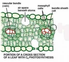 1. Mesophyll cells surround the ____ and extend into the air spaces in the leaf.
2. image