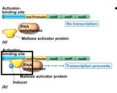 Presence of an inducer allow for activator protein and RNa polymerase to bind to DNA and initiate transcription 