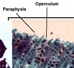 Hyphae growing amongst the asci

Sterile cells associated with the hymenium of Ascomycota
