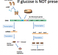All lactose binds with LacI so can't go and interact with DNa anymore. Take away the repression mechanism 