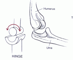 Hinge type synovial joint(reinforced by strong ligaments)