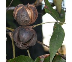 Carya ovata

notes: pinnately-compound leaf with 5 leaflets. Fruit is a nut that looks pumpkin-like. 'Shaggy' bark on tree.

ovata= 'egg-shaped' - refers to the leaf shape