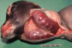 NON-NEOPLASTIC & NON-INFLAMMATORY enlargement of the thyroid gland (can be secondary to ↓iodine in mother's feed).
Dx: