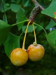 Ginkgo biloba 

notes: flowers are dioecious (male and female trees). female trees with stinky 'fruit' - not a true fruit, actually a nut with fleshy covering 