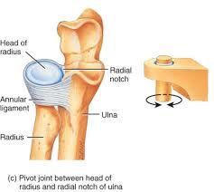 Pivot type synovial joint 
=> pronation & supination