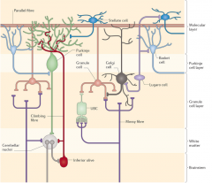 Review the connections with the respective neurotransmittersPurkinje: GABA
Granule: Glut
Golgi: GABA

