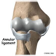 Ligament that attaches to ulna and forms a ring around the head of radius, binding it close and forming the proximal radioulnar joint