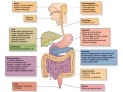 The alimentary canal (GI tract) is the continuous, muscular digestive tube that winds through the body.  It digests food- breaks it down into smaller fragments (digest-dissolved) and absorbs the digested fragments through its lining into the blood...