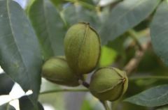 Carya illinoinensis 

notes: fruits is a drupe (pecan). Pinnately compound leaves with odd # leaflets (9-17). 'Sickle' shaped leaves with serrated margin. 