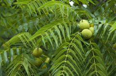 Juglans nigra 

notes: Fruit is a nut. Leaves are alternate, large pinnate. 