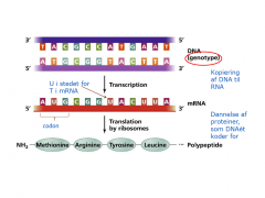 Transkription: oversættelse af DNA til mRNA 

Translation: oversættelse af mRNA til tilsvarende aminosyrekæder (funktionelle proteiner), som DNA'et koder for

Foregår samme sted, og kan endda foregå simultant
