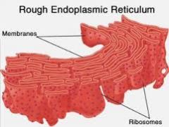 Endoplasmic Reticulum ( ER )     Rough