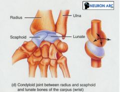 - The radius and scaphoid + lunate (no ulnar articulation)
- Articular disc found between these bones
- Condyloid synovial joint 