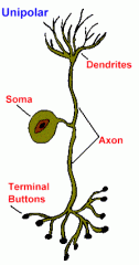 The dendrites and axon are continuous-basically fused and the cell body lies off to one side
-Most sensory neurons in the PNS are unipolar