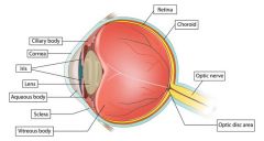 Iris-Constricts and dilates eye
Lens-reflects light to the back
Retina-photoreceptor for optic nerve, starts action potential down optic nerve
Optic Disk- blind spot