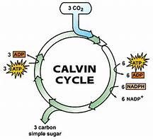 uses carbon dioxide and chemical energy