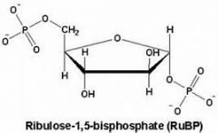 independent reactions of photosynthesis
