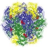 chloroplast enzyme
