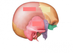 Name the 8 bones of the cranium (a.k.a. braincase). Remember two bones are paired.