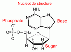 Each nucleotide has three components: a 5-carbon sugar, a phosphate group, and a nitrogenous base if the sugar is ribose it is RNA