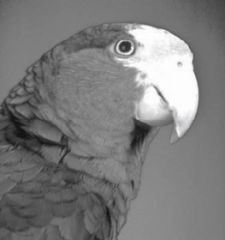 value of a pixel = brightness of the color

image: individual value component/channels-->the beak of the parrot is brighter than background