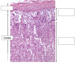 Identify the following cell layers of the adrenal cortex