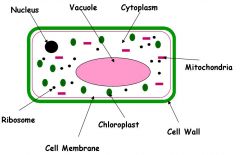 *Cell Wall
*Cell Membrane 
*Nucleus
*Mitochondria
*Chloroplast
*Ribosomes
*Cytoplasm