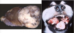 Post-mortem finding around the thyroid glands of a dog. What can this lead to?
Dx: