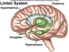 The limbic system 