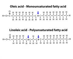 Monounsaturated has one double bond while Polyunsaturated has two.