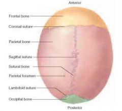 Coronal suture
Sagittal suture
Lambdoid suture