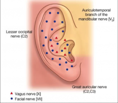 CN V, VII, IX, X and great auricular nerve (nerve that comes from the neck C2, C3)


 


blood supply: superficial temporal and posterior auricular arteries


 


lymphatics (fight infection): parotid and cervical nodes. Infections and i...