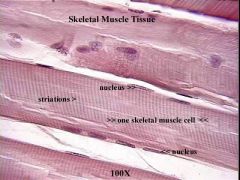 Skeletal (striated) muscle 