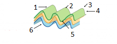 1. 

Hinge line: where curvature is the greatest.



2.

Crest. 

3. Hinge

4. Limb

5. Though

6. 

Inflection point: where sense of curvature changes.

 