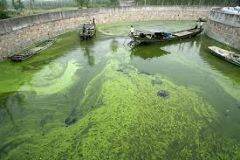 Eutrophication caused by humans.