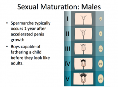 Spermarche: the time that a male is capable of producing sperm during puberty


-this occurs 1 year after accelerated penis growth