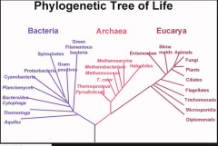 closer branches = closer evolutionary relationship