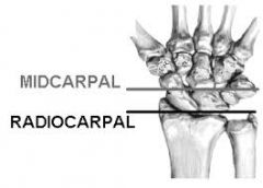 Between the proximal and distal rows of carpal bones 