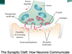 Through the use of neurotransmitters via the synaptic cleft 