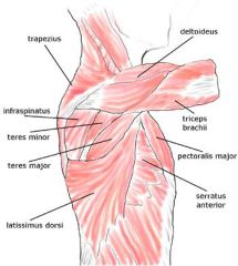 1. Pectoralis Major 
=> Flexion of shoulder
2. Pectoralis Minor
=> Pulls scapula anteriorly and inferiorly
3. Seratus Anterior 
=> Originates from ribs and inserts of nedial border of scapula
=> Keeps scapula against thoracic cage
4. Deltoid
=>...