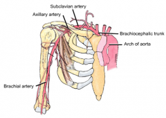 1. Subclavian artery
2. Axillary artery
3. Brachial artery