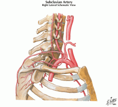 - Lies under the clavicle
- Supplies blood to the arm
- Connects the aortic arch and the axillary artery