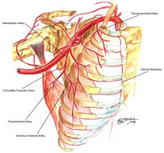 - Lies in the axilla (armpit) region
- Supplies blood to the axilla
- Connects the subclavian artery and brachial artery
