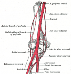 - Found along the ventro-medial aspect of the arm, tucked behind the biceps brachii
- Supplies the biceps and triceps
- Connects the artery to the radial and ulnar arteries
- It is often occluded to take BP readings