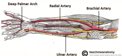 The ulnar artery (radial artery supplies some lateral aspects of forearm)
